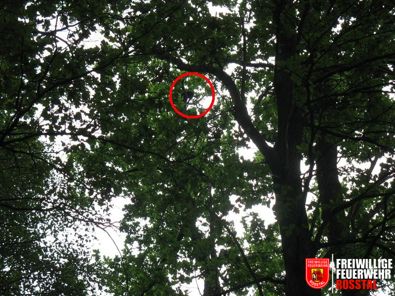 Bild 4 von 5 Katze ca. 35 Meter auf Baumkrone