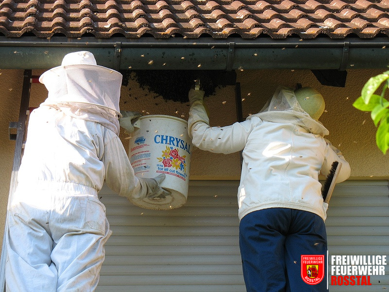 Bild 3 von 8 Bienenschwarm wird eingefangen