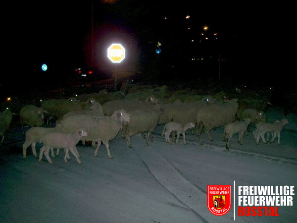 Bild 3 von 23 .. der Weg wird von einer Schafherde versperrt. Die "Jogger" m&uuml;ssen einen anderen Weg einschlagen.